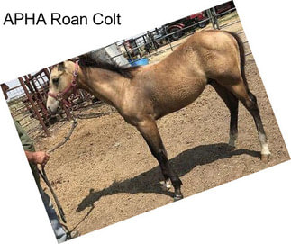 APHA Roan Colt