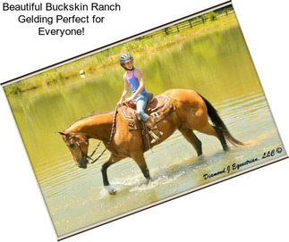 Beautiful Buckskin Ranch Gelding Perfect for Everyone!