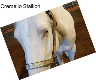 Cremello Stallion