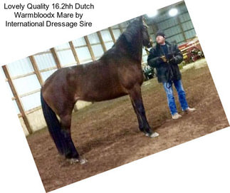 Lovely Quality 16.2hh Dutch Warmbloodx Mare by International Dressage Sire