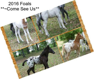 2016 Foals **~Come See Us**