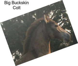 Big Buckskin Colt