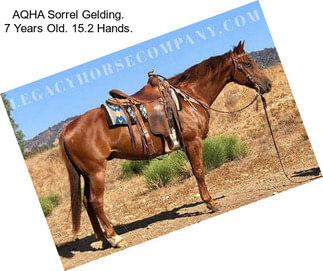 AQHA Sorrel Gelding. 7 Years Old. 15.2 Hands.