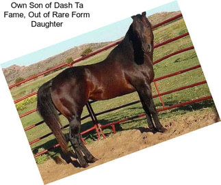 Own Son of Dash Ta Fame, Out of Rare Form Daughter