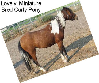 Lovely, Miniature Bred Curly Pony