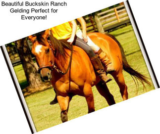 Beautiful Buckskin Ranch Gelding Perfect for Everyone!