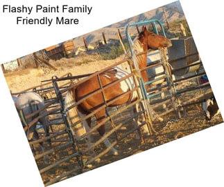 Flashy Paint Family Friendly Mare