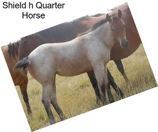 Shield h Quarter Horse