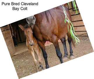 Pure Bred Cleveland Bay Colt