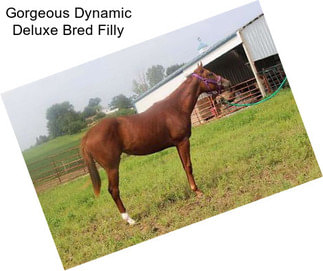 Gorgeous Dynamic Deluxe Bred Filly