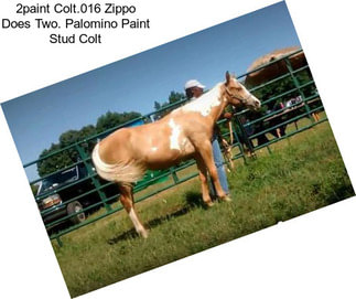 2paint Colt.016 Zippo Does Two. Palomino Paint Stud Colt