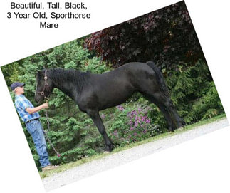 Beautiful, Tall, Black, 3 Year Old, Sporthorse Mare