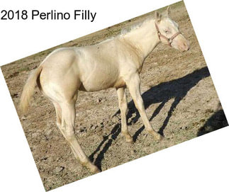 2018 Perlino Filly