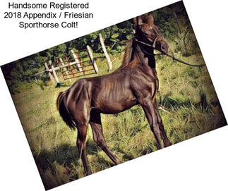 Handsome Registered 2018 Appendix / Friesian Sporthorse Colt!