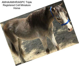 AMHA/AMHR/ASPC Triple Registered Colt Miniature Horse