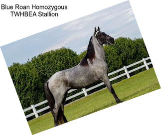 Blue Roan Homozygous TWHBEA Stallion