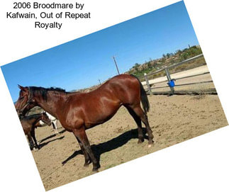 2006 Broodmare by Kafwain, Out of Repeat Royalty