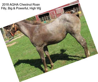 2018 AQHA Chestnut Roan Filly, Big & Powerful, High % Wjj