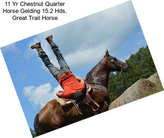 11 Yr Chestnut Quarter Horse Gelding 15.2 Hds. Great Trail Horse