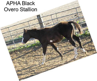 APHA Black Overo Stallion