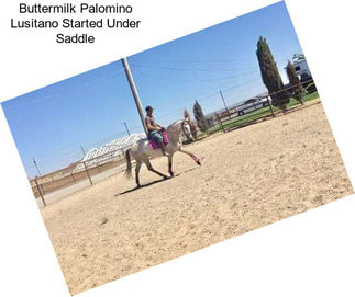 Buttermilk Palomino Lusitano Started Under Saddle