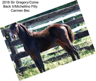 2018 Sir Gregory/Come Back Ii/Michellino Filly \