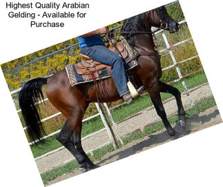 Highest Quality Arabian Gelding - Available for Purchase