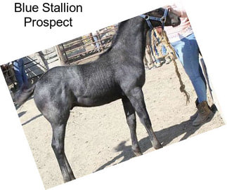 Blue Stallion Prospect