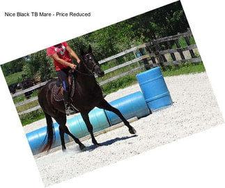 Nice Black TB Mare - Price Reduced