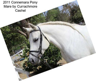 2011 Connemara Pony Mare by Currachmore Cashel