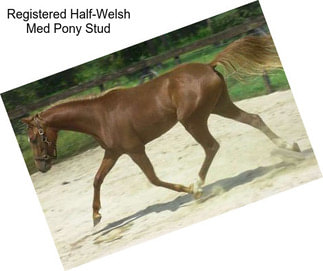 Registered Half-Welsh Med Pony Stud
