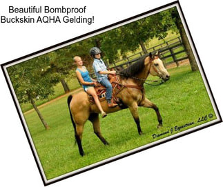 Beautiful Bombproof Buckskin AQHA Gelding!