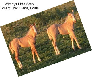 Wimpys Little Step, Smart Chic Olena, Foals