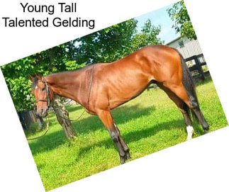 Young Tall Talented Gelding
