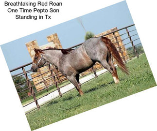 Breathtaking Red Roan One Time Pepto Son Standing in Tx