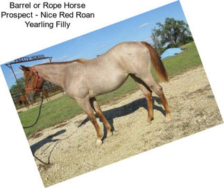 Barrel or Rope Horse Prospect - Nice Red Roan Yearling Filly