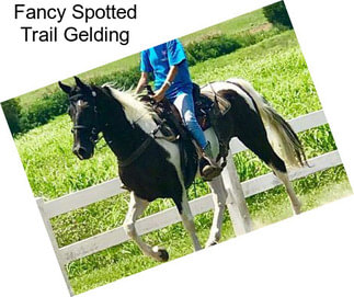 Fancy Spotted Trail Gelding