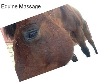 Equine Massage