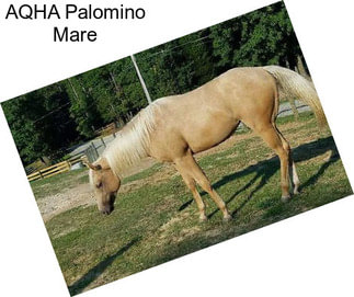 AQHA Palomino Mare