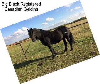 Big Black Registered Canadian Gelding