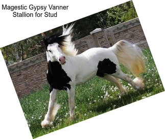 Magestic Gypsy Vanner Stallion for Stud