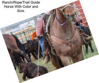 Ranch/Rope/Trail Guide Horse With Color and Size.