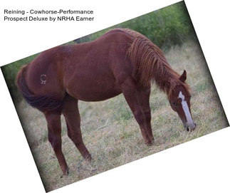 Reining - Cowhorse-Performance Prospect Deluxe by NRHA Earner