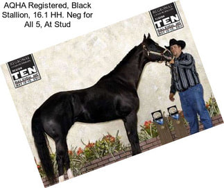 AQHA Registered, Black Stallion, 16.1 HH. Neg for All 5, At Stud