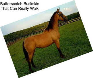 Butterscotch Buckskin That Can Really Walk