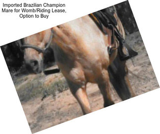 Imported Brazilian Champion Mare for Womb/Riding Lease, Option to Buy