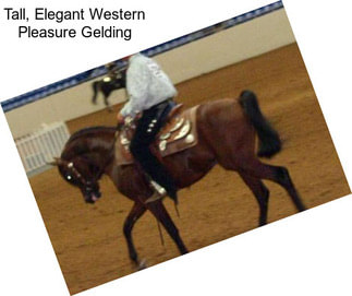 Tall, Elegant Western Pleasure Gelding