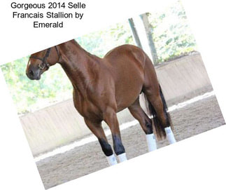 Gorgeous 2014 Selle Francais Stallion by Emerald