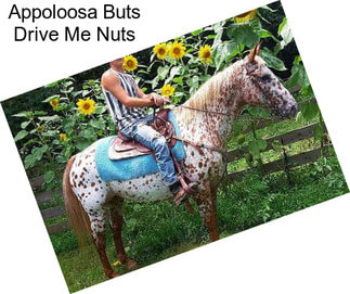 Appoloosa Buts Drive Me Nuts