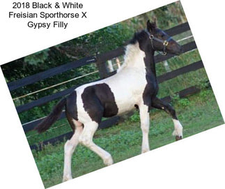 2018 Black & White Freisian Sporthorse X Gypsy Filly